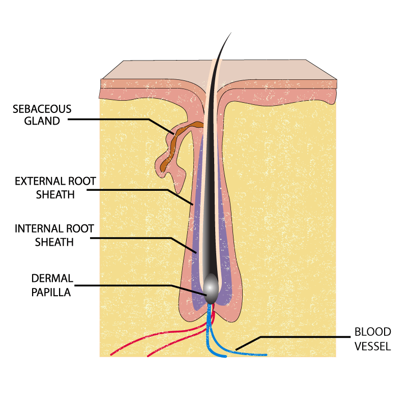 An image of a hair follicle