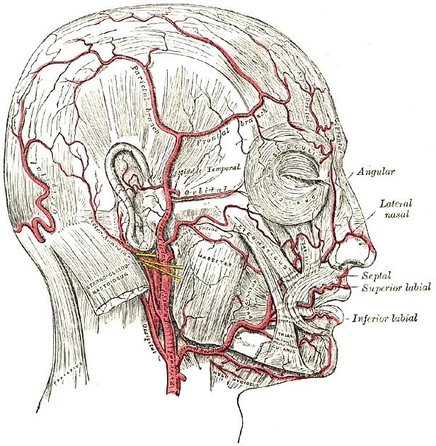 Blood vessels on scalp