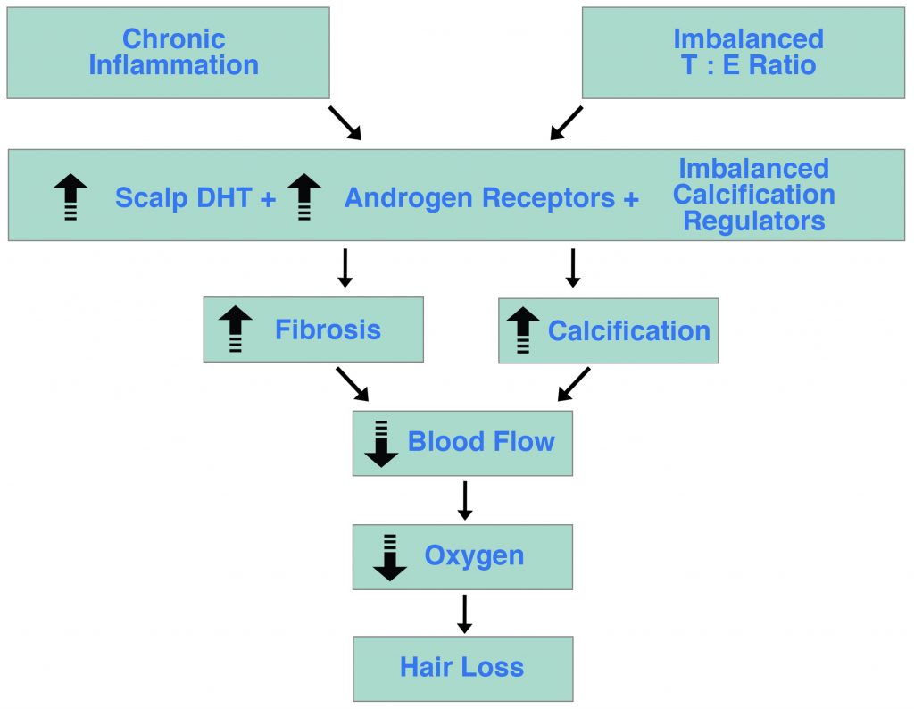 Chronic Inflammation Hormonal Imbalance DHT Hair Loss