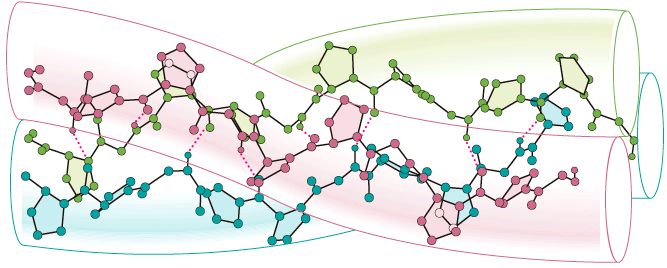 collagen structure graphic