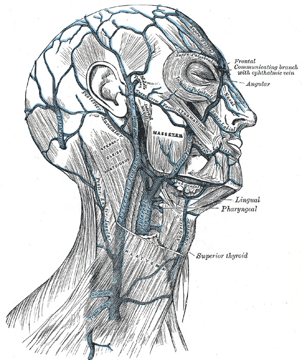 Deep veins on human