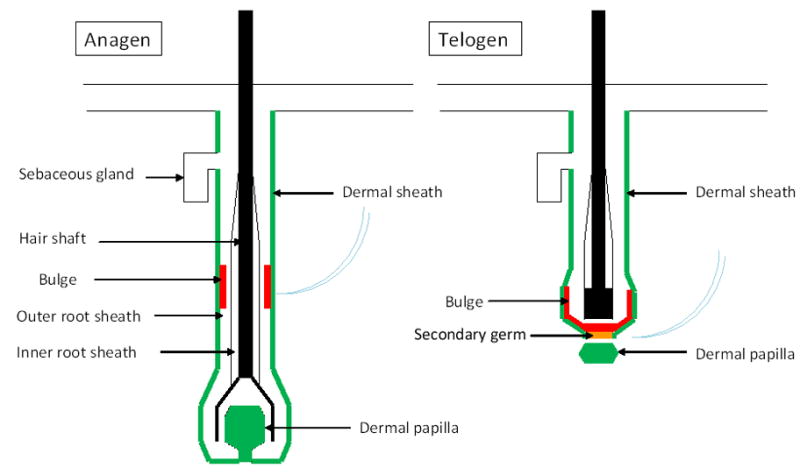 Illustration of dermal sheath