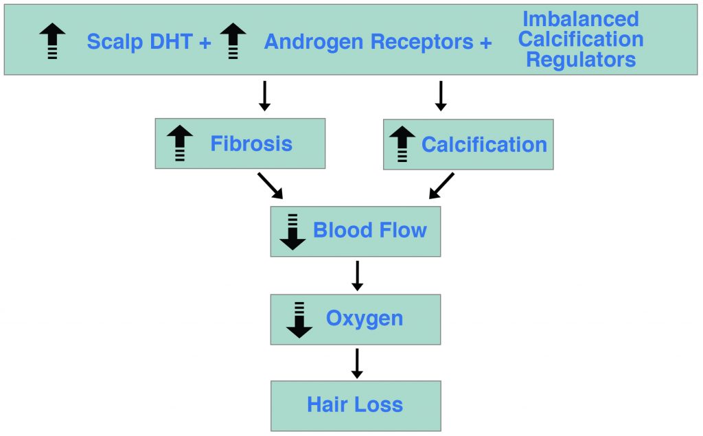 DHT Androgen Receptors Imbalanced Calcification Regulators Hair Loss