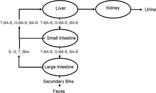 Graphic of liver study