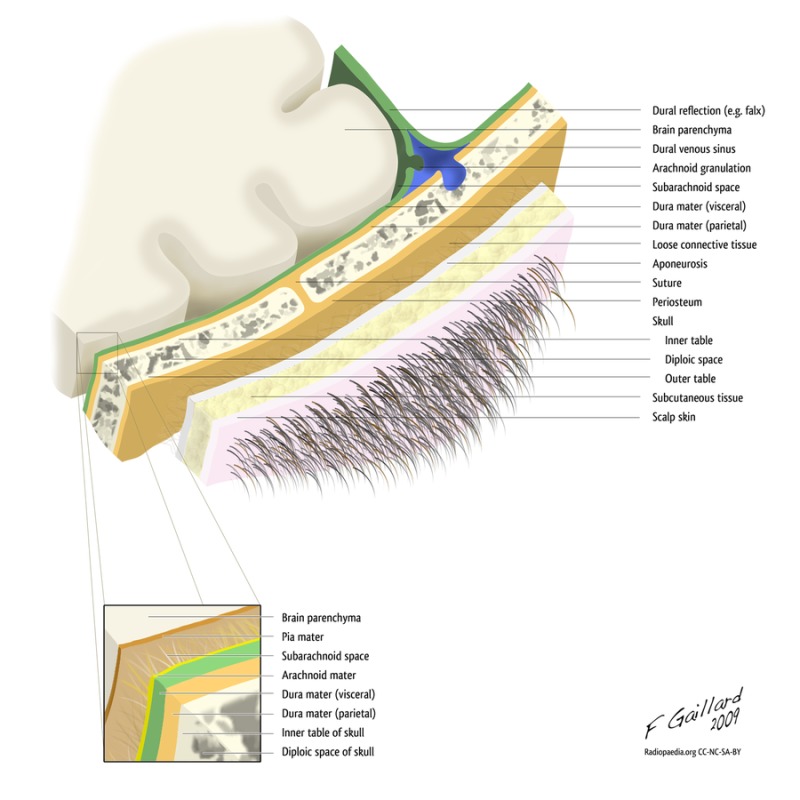 Layers of scalp graphic