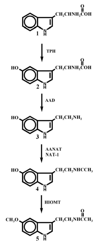 Melatonin graphic