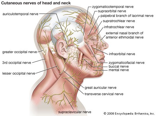 cervical nerves anatomy of head