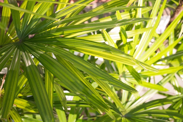 Saw palmetto plant