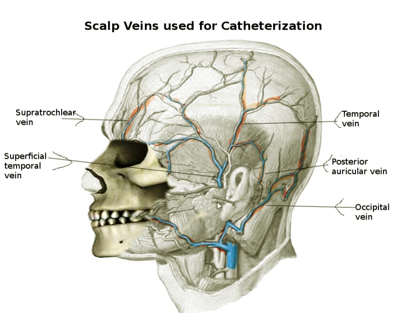 veins in scalp graphic