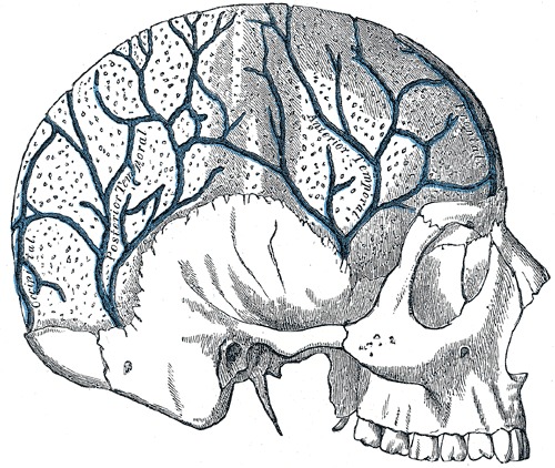 veins in skull anatomy photo