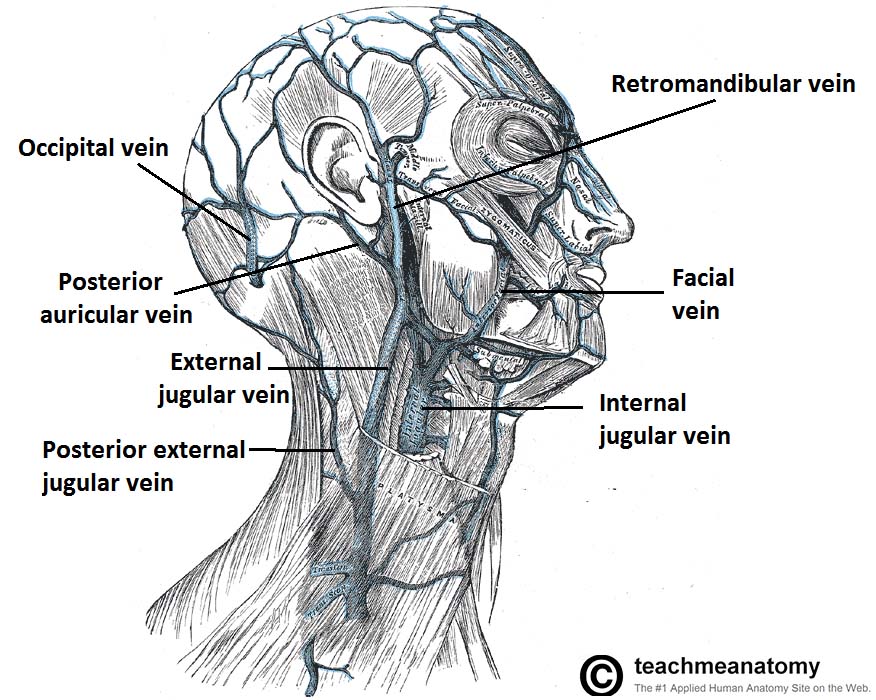 veins on head