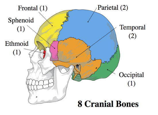 Skull graphic