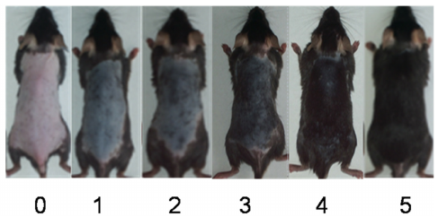 Hair growth photo on mice