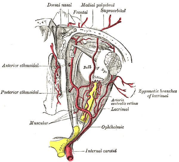 Ophthalmic artery graphic