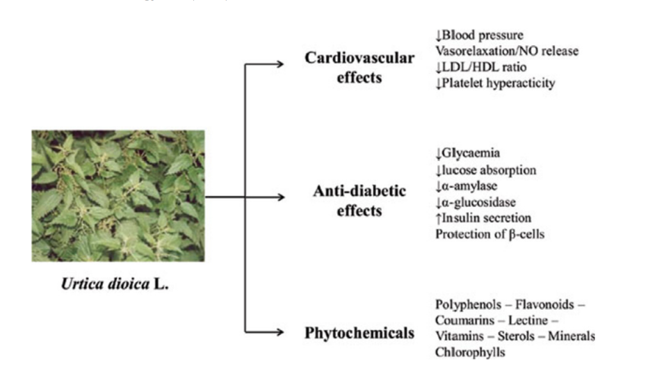 Graphic of urtica dioica