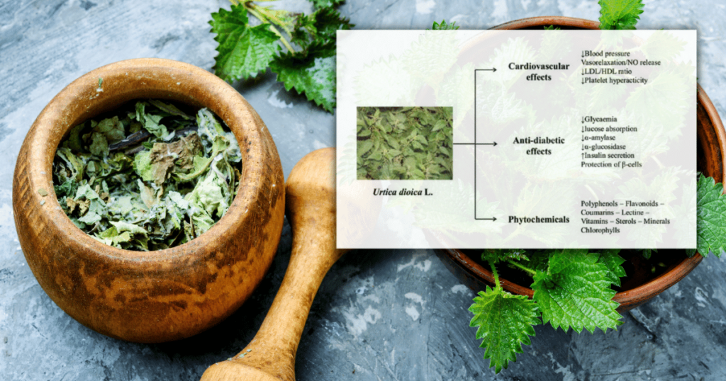 Stinging nettle for hair loss