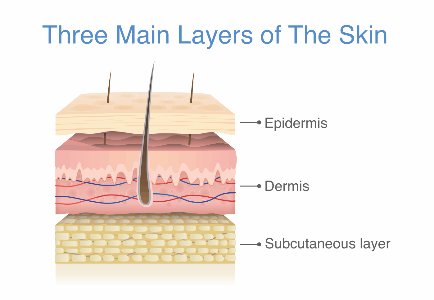 Three layers of skin