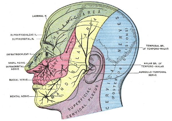 Nerves on head graphic